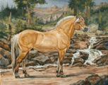 Fjord Stallion